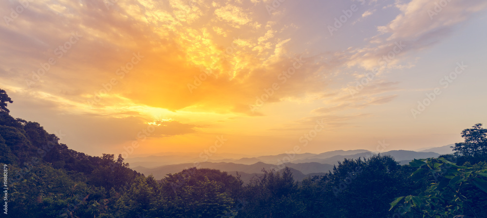 Obraz premium vintage forest background on top view