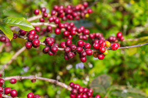 Coffee beans ripening on tree in North of thailand