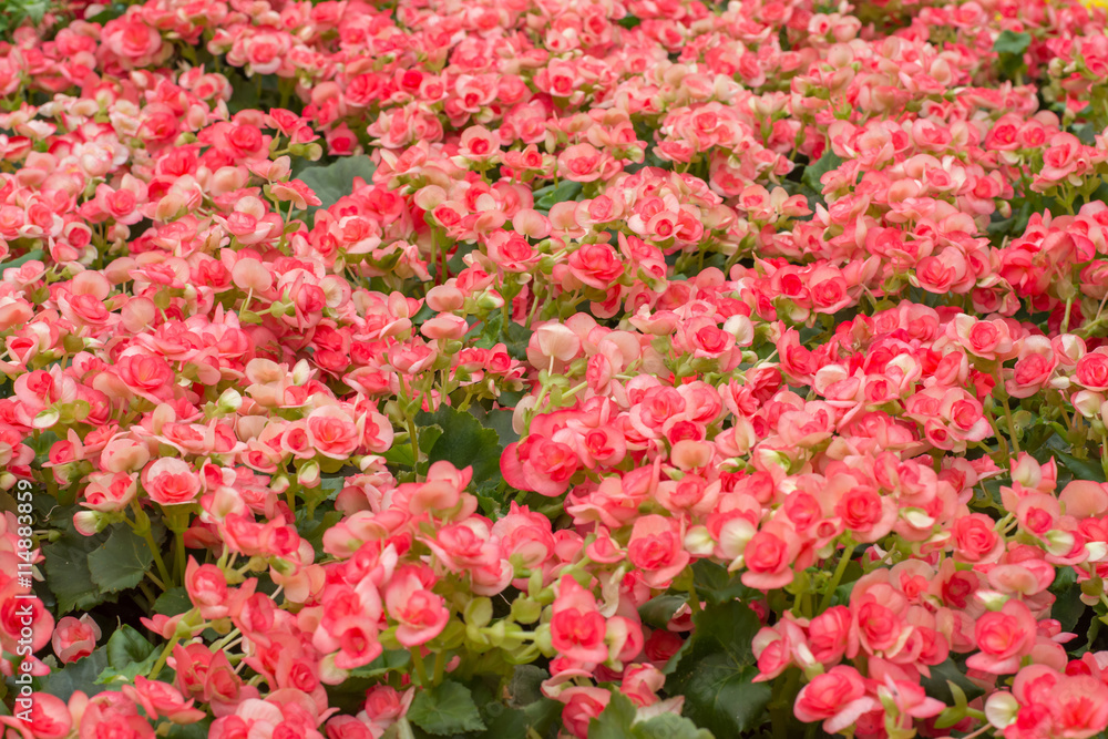 Orange begonia flowers in garden Orange begonia flowers in garden