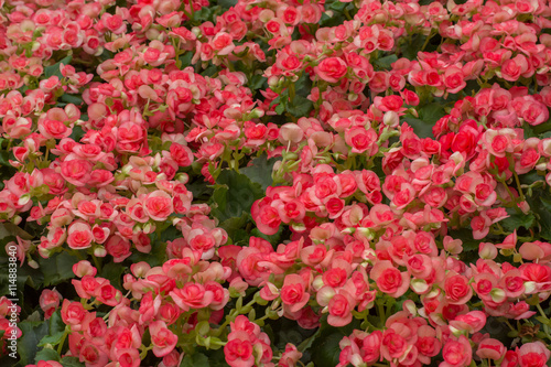 Red Orange begonia flowers in garden