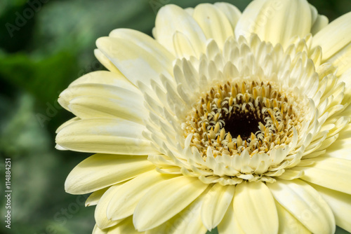 Gerber daisy close up with natural sunlight.