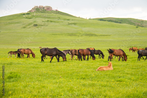 Horses in the pasture © daizuoxin