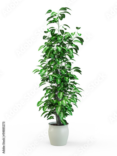 Green potted plant isolated on white background. 3D Rendering, 3D Illustration.