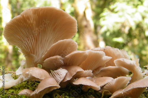 Oyster Mushrooms in the Forest