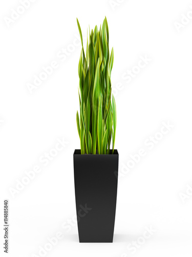 Snake Plant potted plant isolated on white background. 3D Rendering, 3D Illustration.
