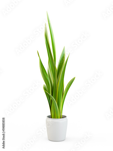Snake Plant potted plant isolated on white background. 3D Rendering  3D Illustration.