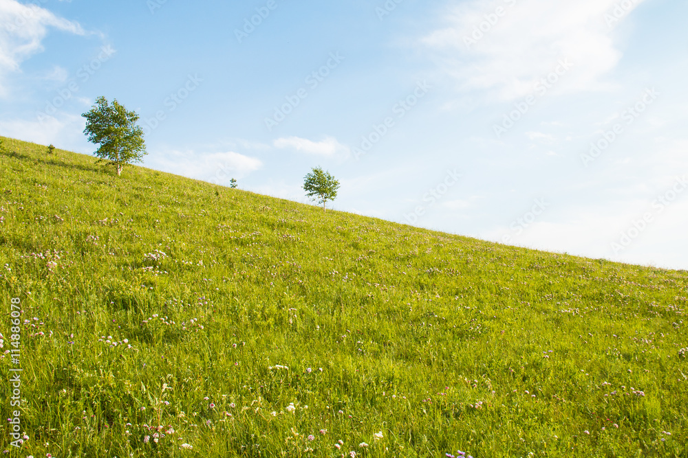 Fototapeta premium Tree on the hilly meadow