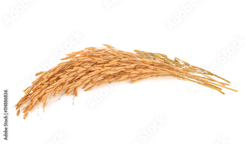 Paddy rice on white background
