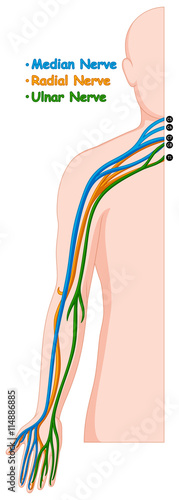 Different nerve system in human arm