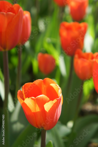 Red tulips in the garden 