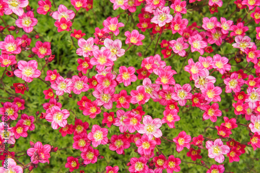 Little pink flowers Saxifraga androsacea or Saxifraga x arendsii in green field Little pink flowers Saxifraga androsacea or Saxifraga x arendsii in green field
