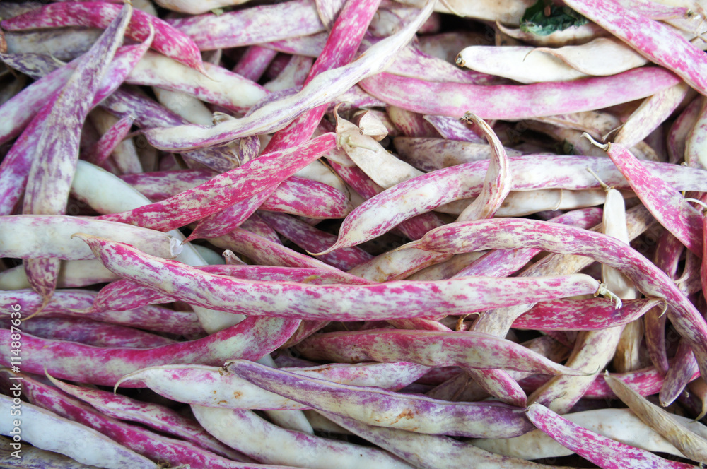 Fresh red haricot or cranberry bean pods Fresh red haricot or cranberry bean pods