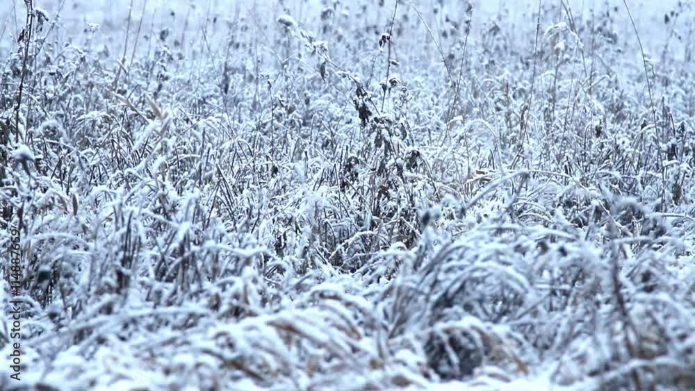 Snowfall on the meadow.
Snowfall on the meadow.