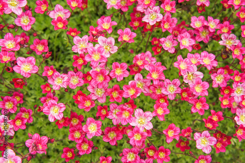 Fototapeta Naklejka Na Ścianę i Meble -  Little pink flowers Saxifraga androsacea or Saxifraga x arendsii in green field
