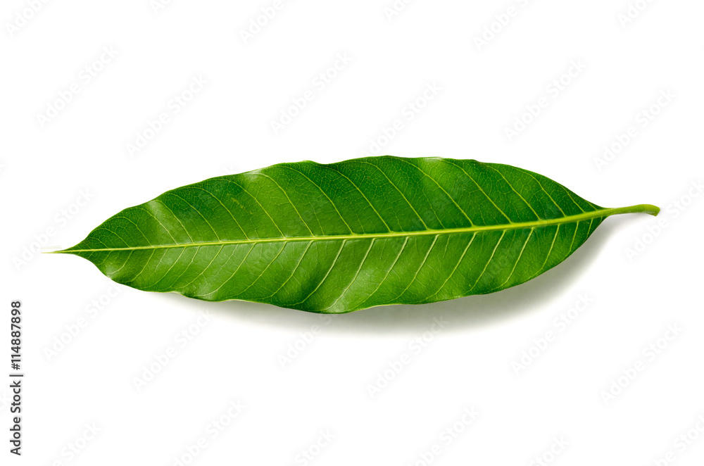 Obraz premium front mangoes leaves isolated on white background.