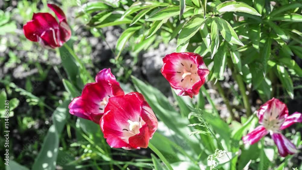 Red tulips waving in the wind Red tulips waving in the wind