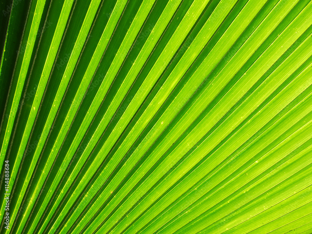 Texture of Green palm Leaf Texture of Green palm Leaf