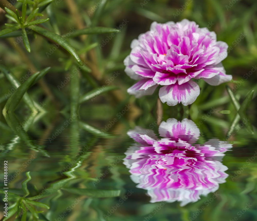 Blooming Peony Pink Flowers With Blurred Background. Blooming Peony Pink Flowers With Blurred Background.