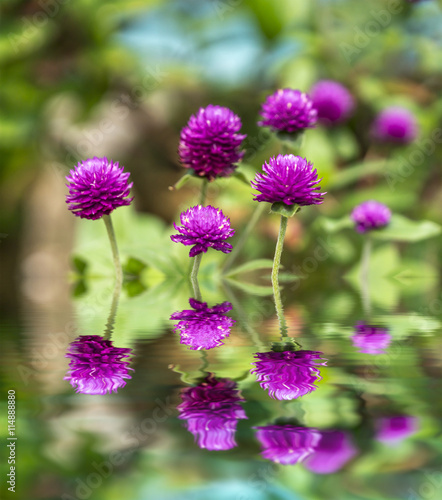 Chrysanthemun flower with blurred background