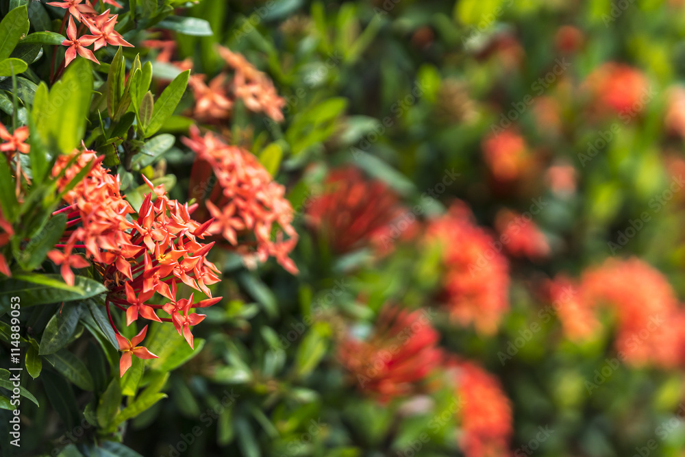 Ixora is a genus of flowering plants in the Rubiaceae family.