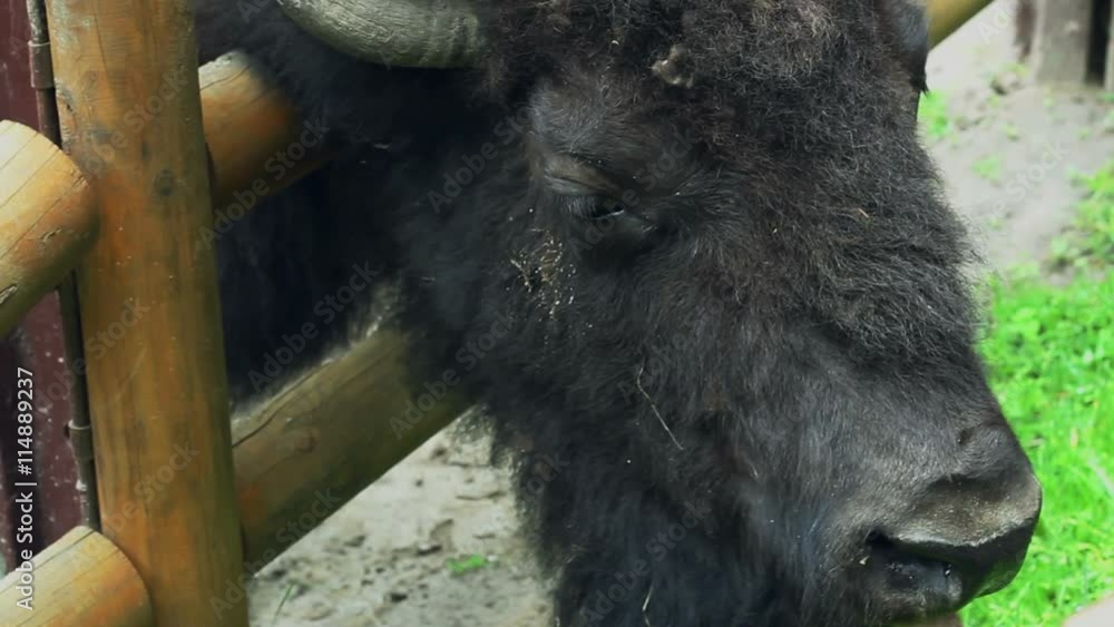 Bison head. Closeup of bull head behind fences in zoo. Animal head. Big ...
