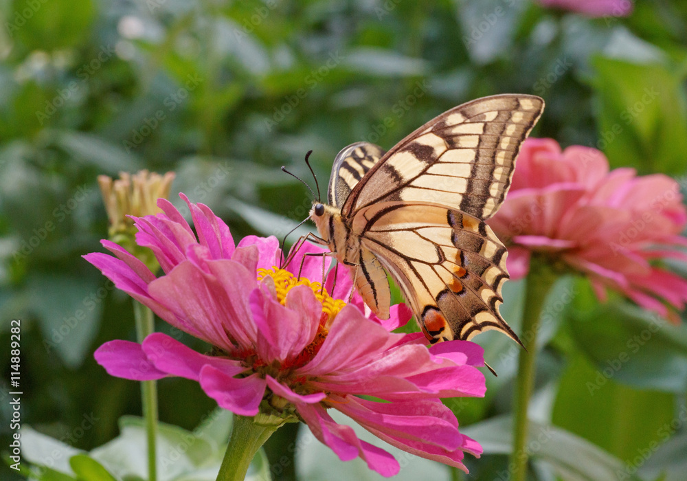 Naklejka premium Papilio Machaon butterfly on purple zinnia flower