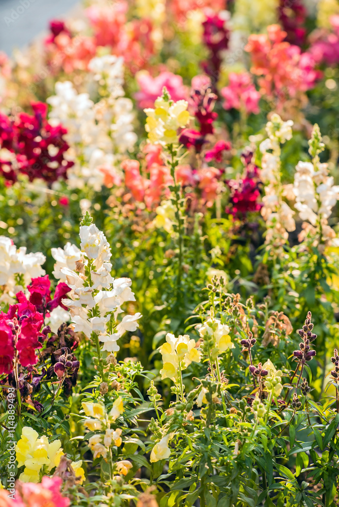 colourful snapdragon flowers in the garden