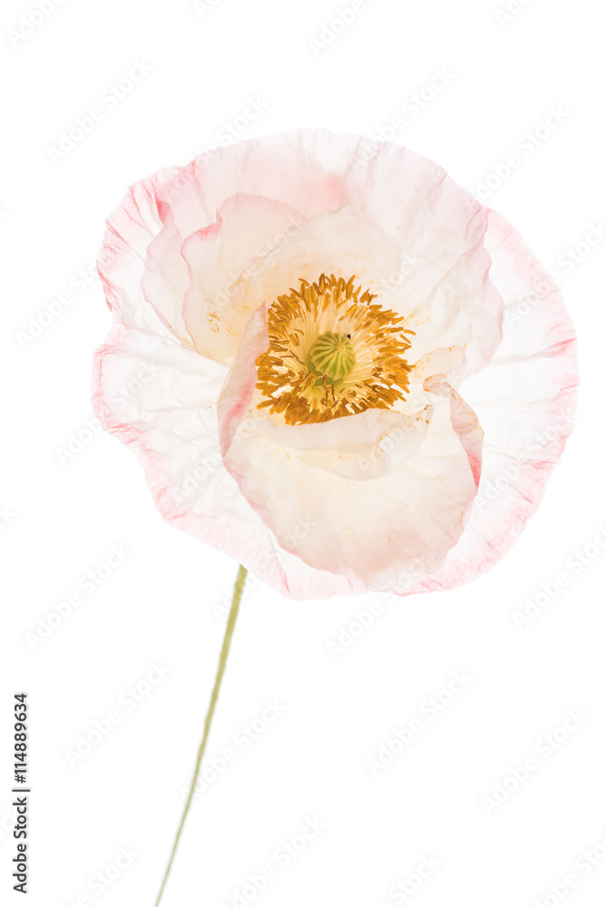 Fototapeta premium poppy flower