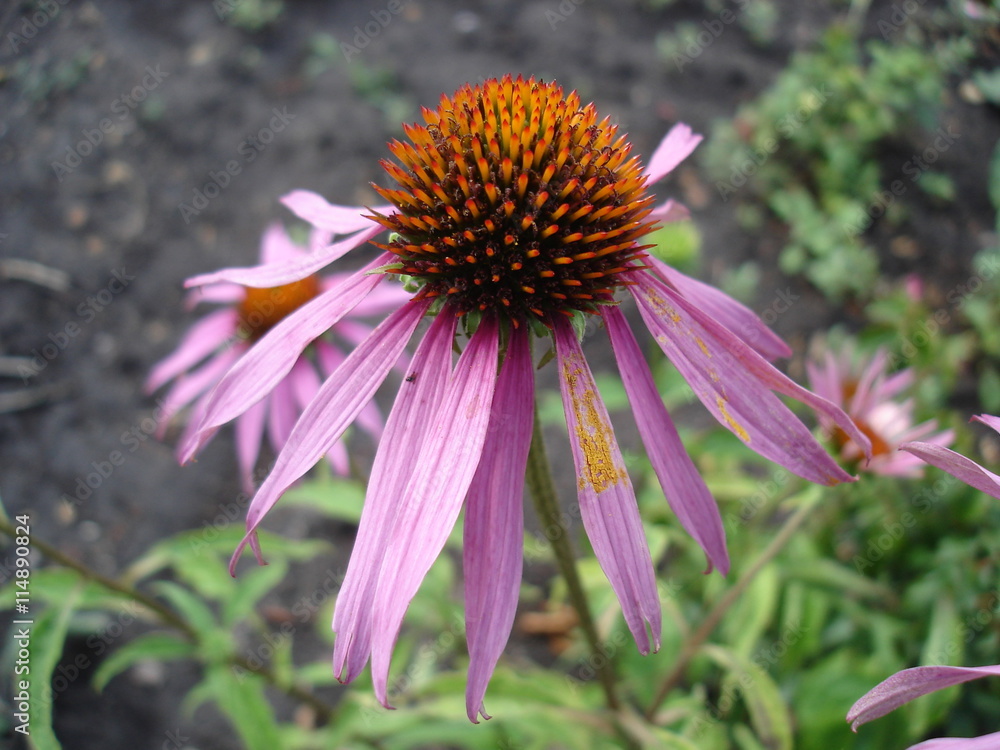 Eastern purple coneflower flowers (rudbeckia) Eastern purple coneflower flowers (rudbeckia)