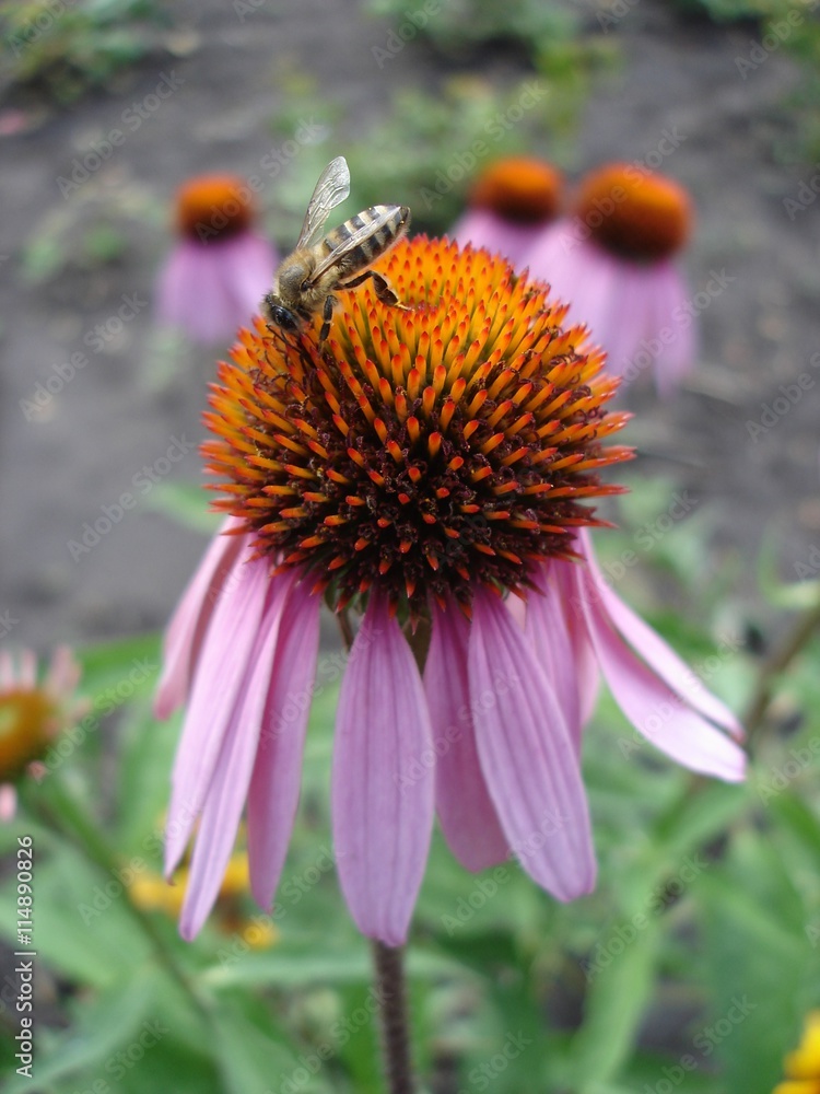 Eastern purple coneflower flowers (rudbeckia) with bee Eastern purple coneflower flowers (rudbeckia) with bee