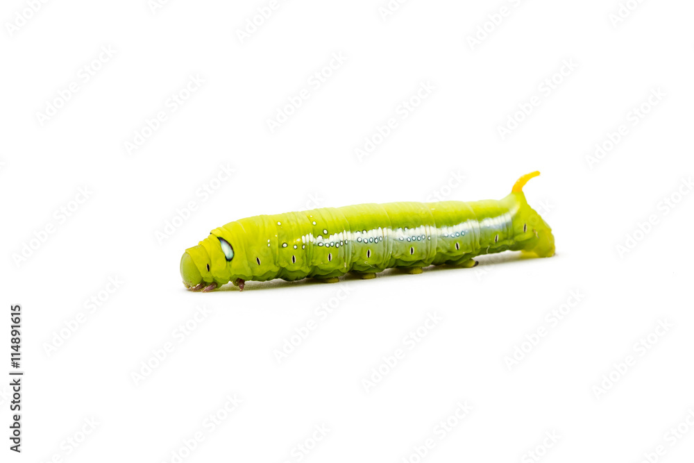 Obraz premium an Daphnis Nerii