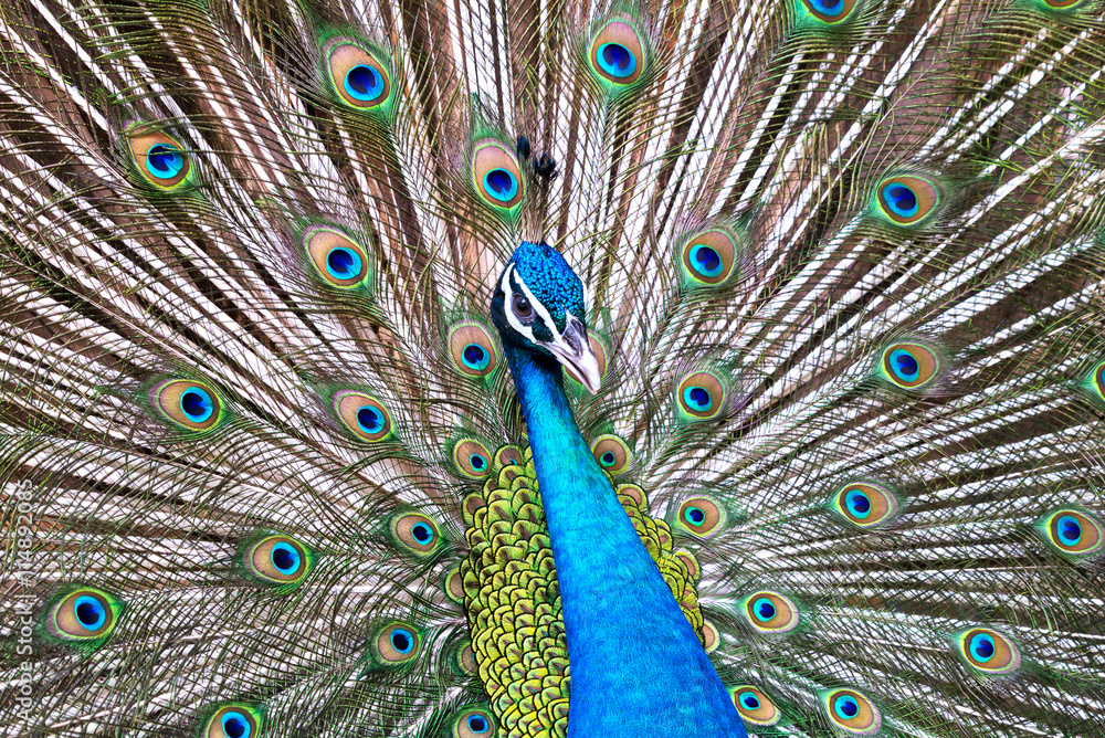Obraz premium Portrait of beautiful peacock