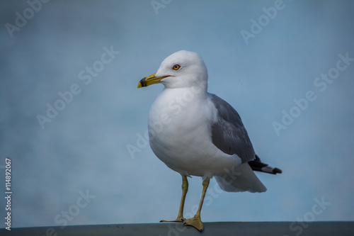 Seagull