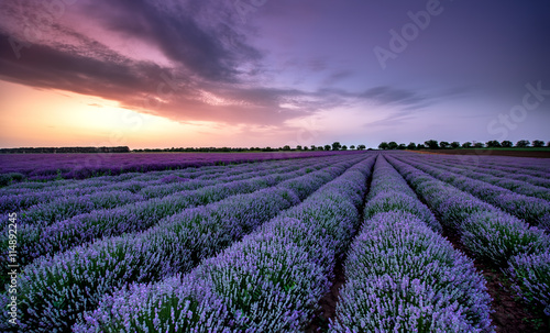 Fototapeta Naklejka Na Ścianę i Meble -  Beautiful image of lavender field Summer sunset landscape.