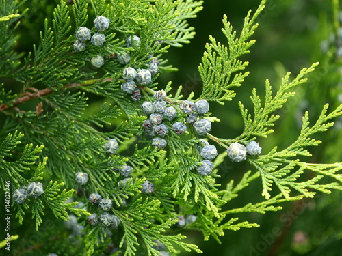 Canvas Print thuja branch with cones