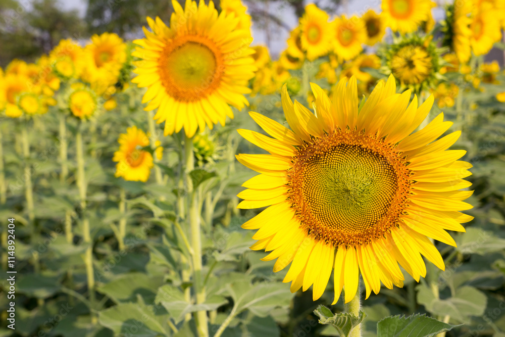 Beautiful yellow sunflower field