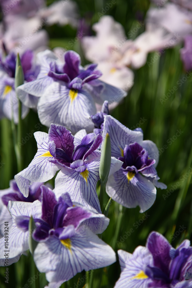 Obraz premium 菖蒲