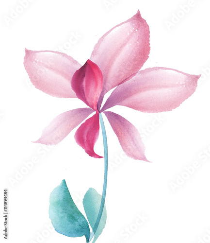 fancy orchid flower design element. hand drawn illustration. wat