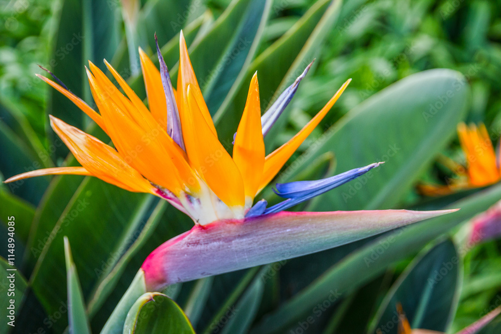 tropical flower, African strelitzia, bird of paradise, Madeira tropical flower, African strelitzia, bird of paradise, Madeira