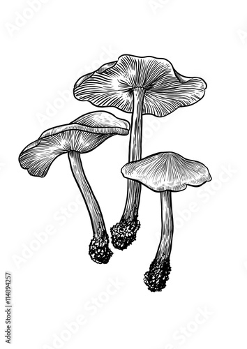 vector, drawing, engraving, mushroom