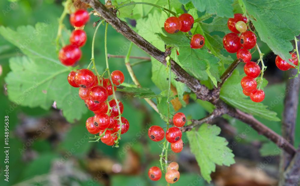 Bunches of red currants Bunches of red currants