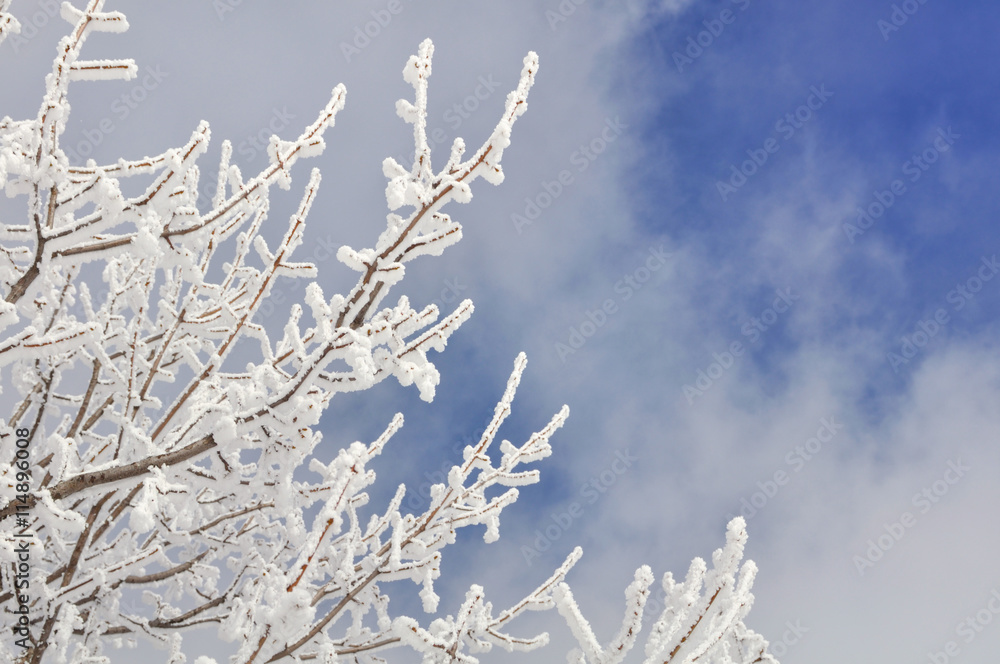 branches recouvertes de neige sur fond de ciel avec nuages branches recouvertes de neige sur fond de ciel avec nuages