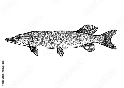 scale, fin, water, food, fish, illustration, engrave, line, drawing, vintage, vector, fishing, pike