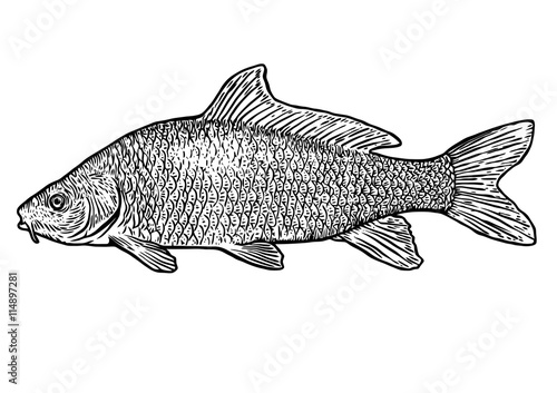 scale, fin, water, food, fish, illustration, engrave, line, drawing, vintage, vector, fishing, carp