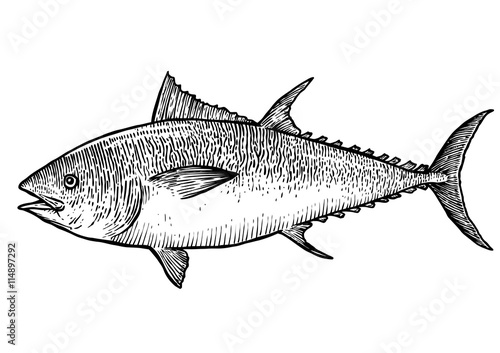 scale, fin, water, food, fish, illustration, engrave, line, drawing, vintage, vector, fishing, tuna, tuna fish