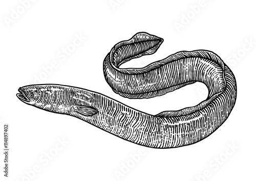 scale, fin, water, food, fish, illustration, engrave, line, drawing, vintage, vector, fishing, eel