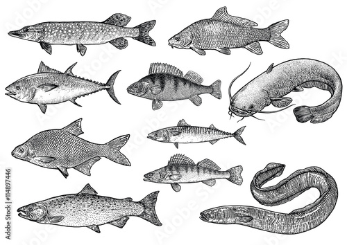 scale, fin, water, food, fish, illustration, engrave, line, drawing, vintage, vector, fishing
