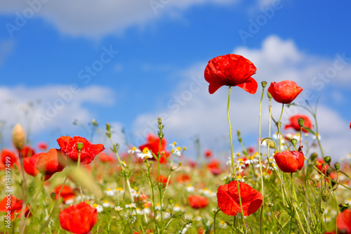 Fototapeta Naklejka Na Ścianę i Meble -  Poppies on blue sky background.