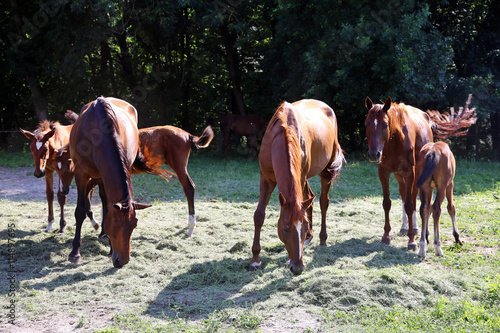 Thoroughbred gidran horses eating fresh mown grass on a rural ho