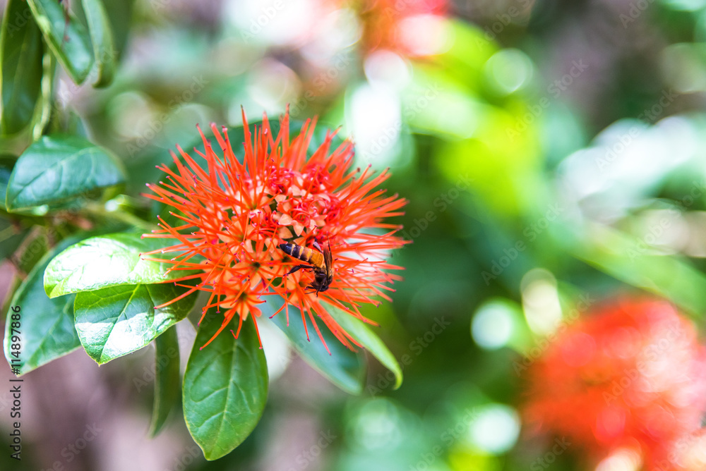 Bee on Combretum constrictum flowers. Bee on Combretum constrictum flowers.